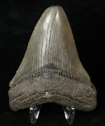 Megalodon Tooth - South Carolina #16581